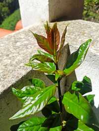 Ora-pro-nobis, pereskia aculeata, trepadeira, planta medicinal