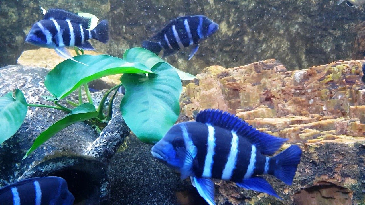 Cyphotilapia frontosa blue zair moba