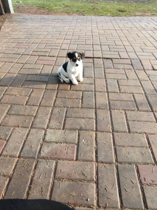 Oddam pieski w dobre ręce