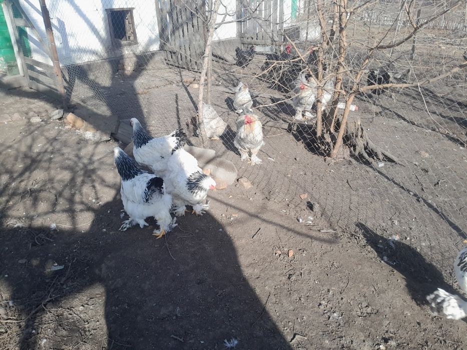 Кури брама світла.