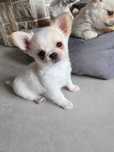 Chihuahua  pieski  z rodowodem ZKwP FCI