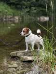 Reproduktor Jack Russell Terrier FCI ZKwP