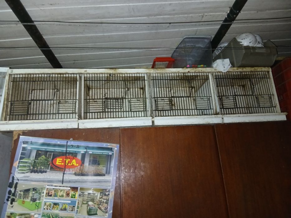 Passaros e  viveiros