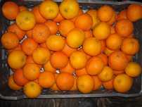 Laranjas Tangerinas Limoes Xuxus tomarilhos biologicos