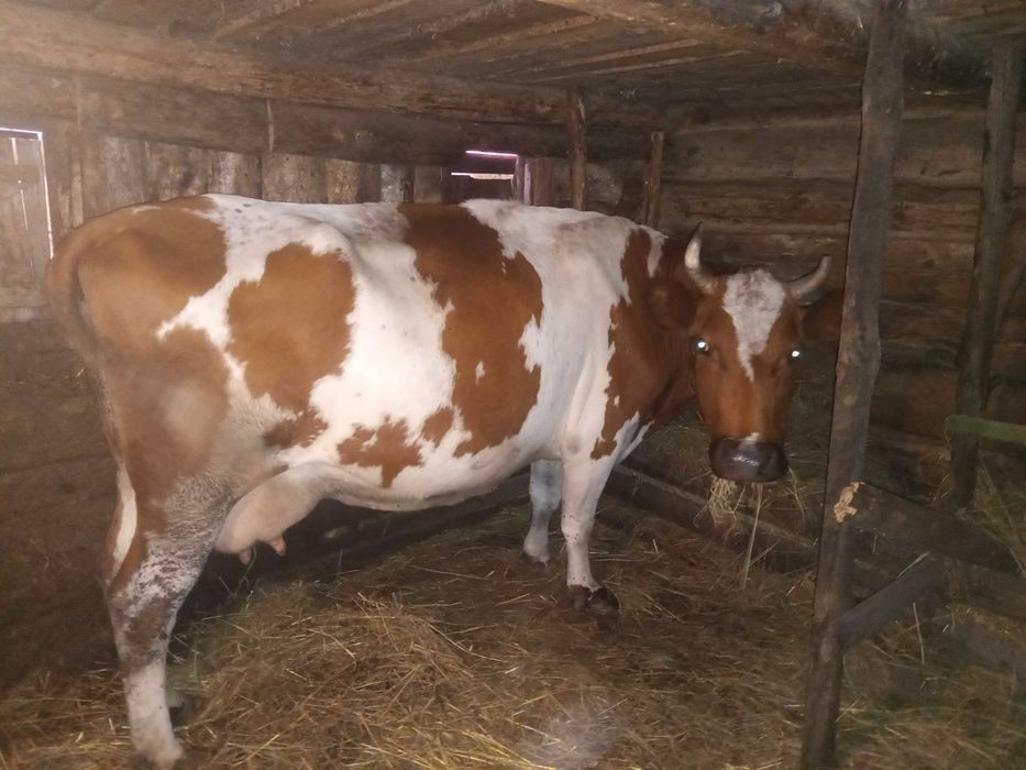 Продам тільну корову