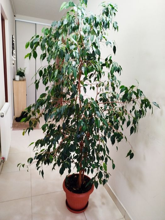 Fikus Benjamin 179 cm