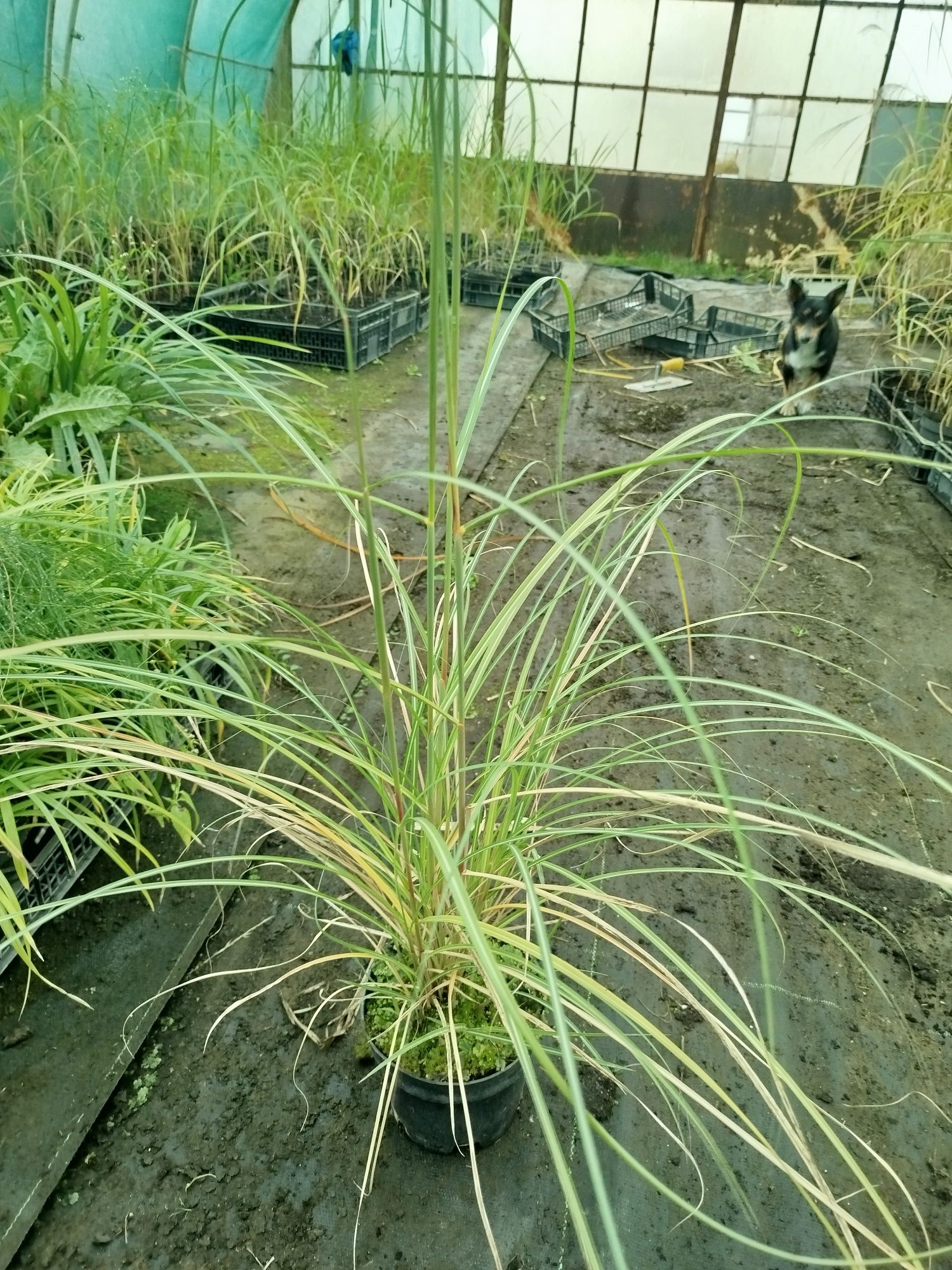 Miskant Yakushima Dwarf