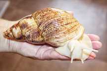 Lissachatina reticulata albino body ślimak afrykański