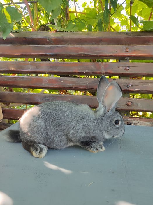 Кролики Гросс шиншила