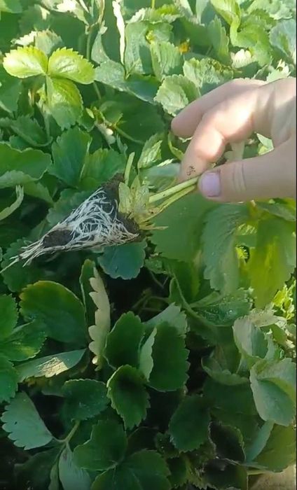 Розсада Полуниці Саджанці Малини Плодові дерева Рассада Клубники