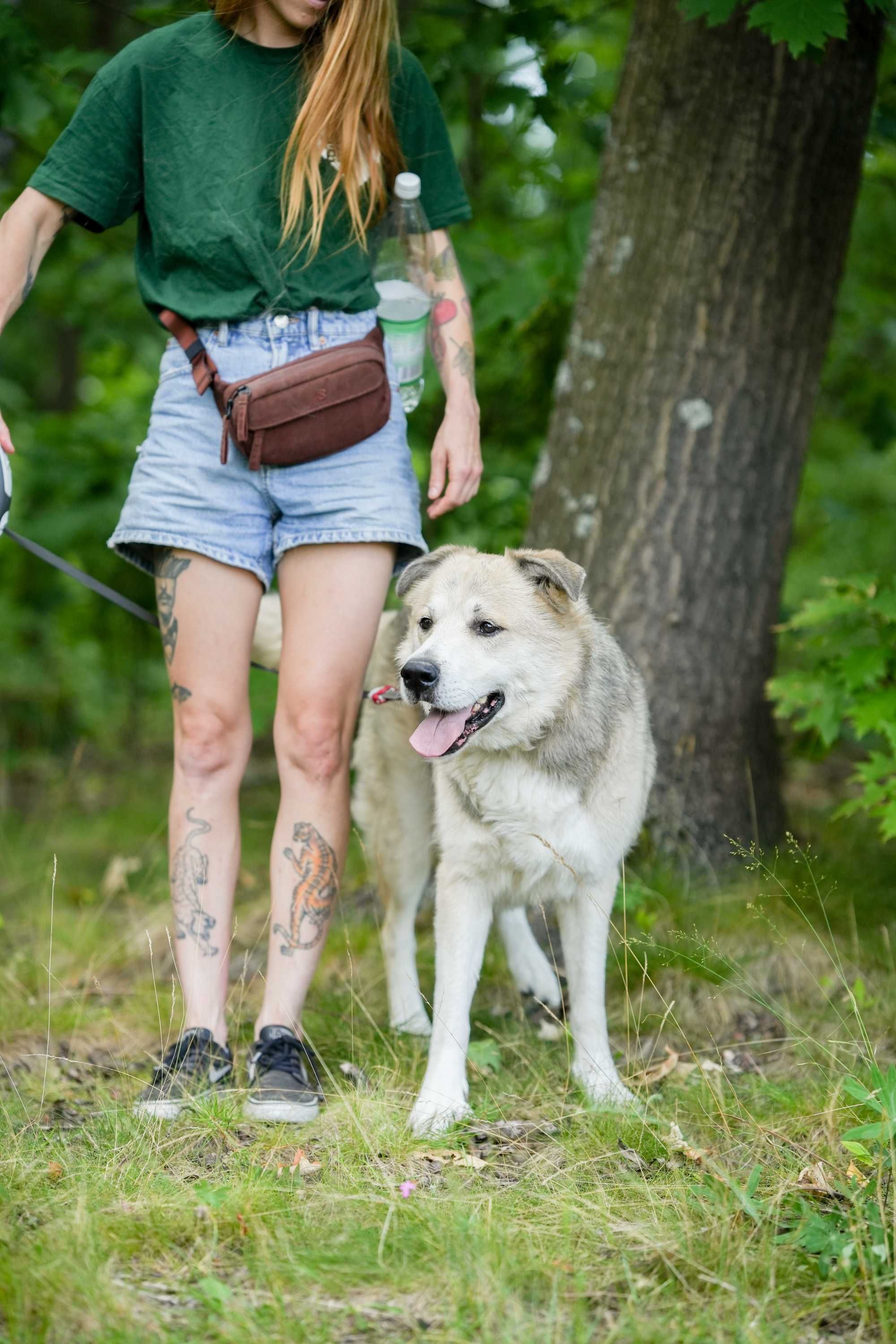 Pluto – pies zmęczony czekaniem na wymarzony dom. Odmienisz jego los?