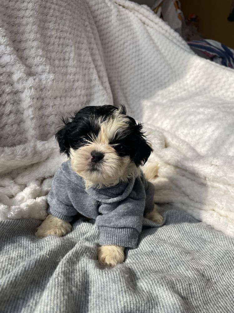 Shihtzu macho pequeno