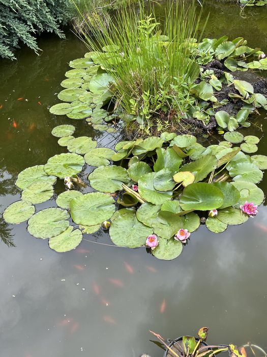 Lilie wodne biało-różowe