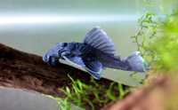 L239 Blue Panaque Pleco 7-8cm - Baryancistrus beggini