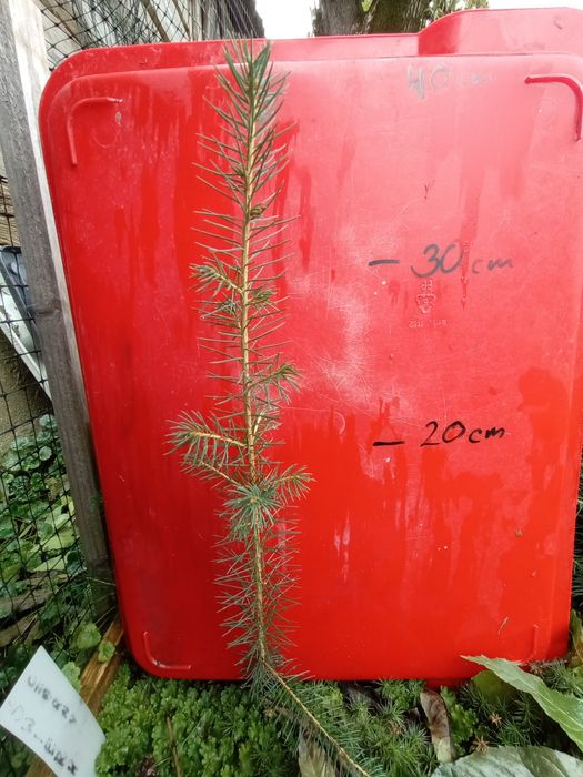 Świerk pospolity/srebrny sosna czarna