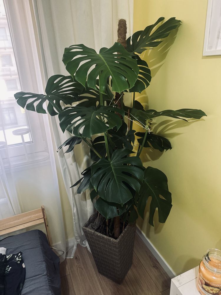 Monstera Deliciosa duża