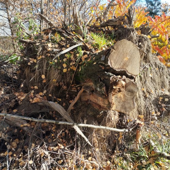 Oddam korzenie za darmo