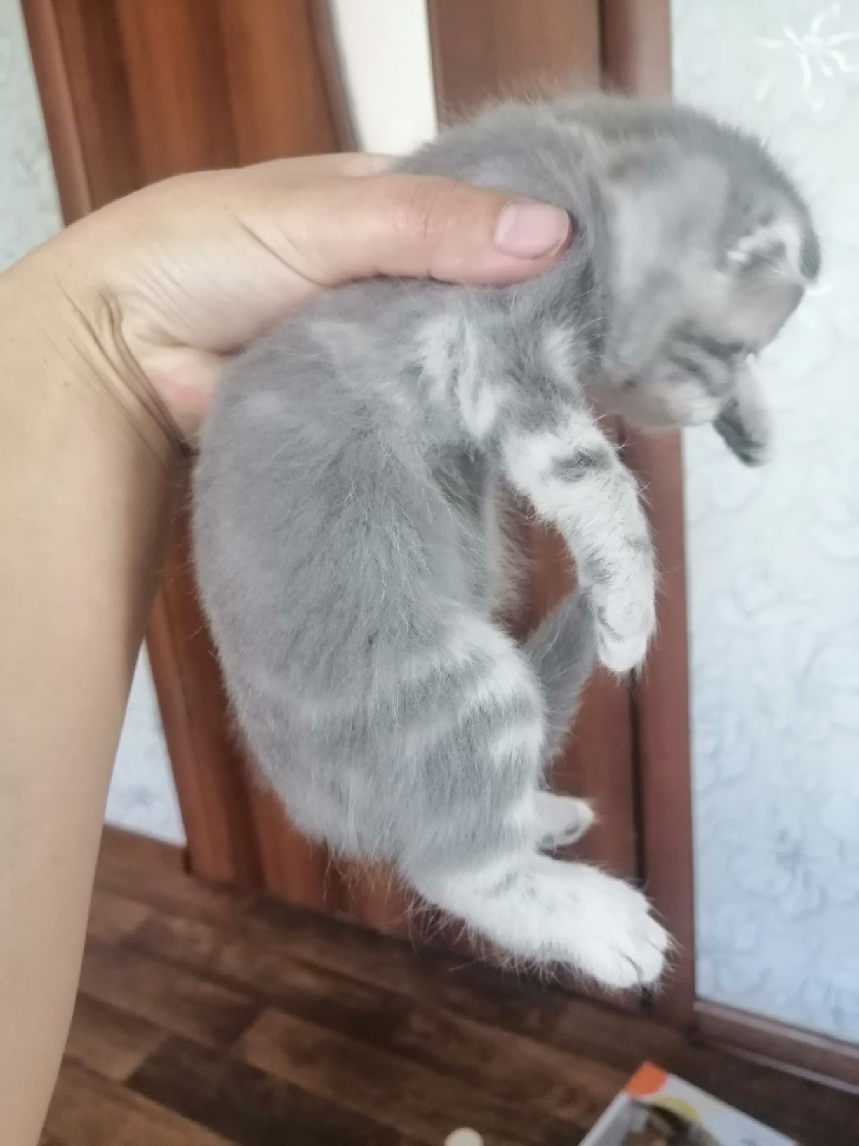 Шотландська висловуха