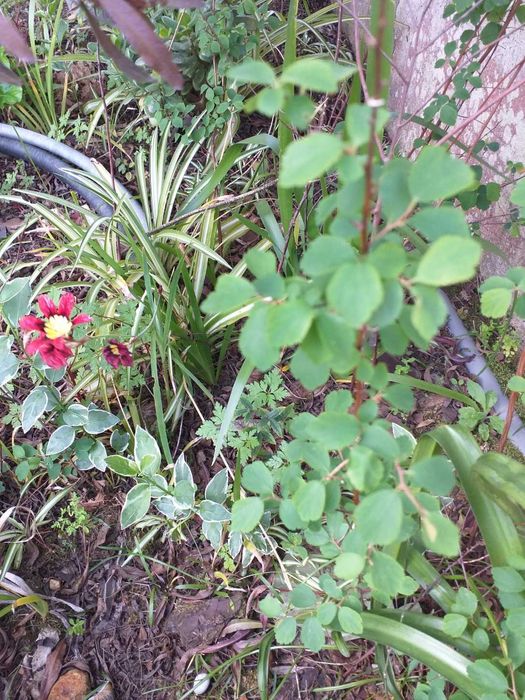 Spiraea Vanhouttei arbusto de flor branca