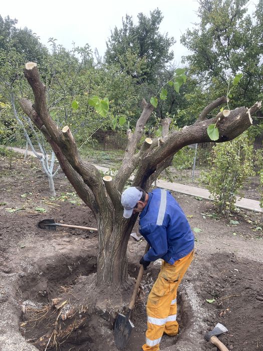 Спил деревьев Обрезка деревьев Дробление веток