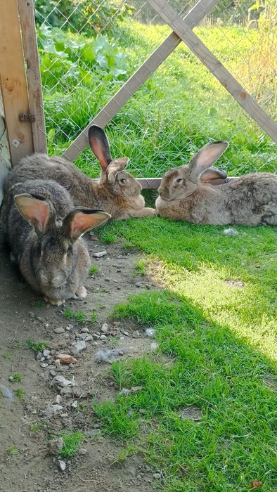 Бельгійці,кролі,самички