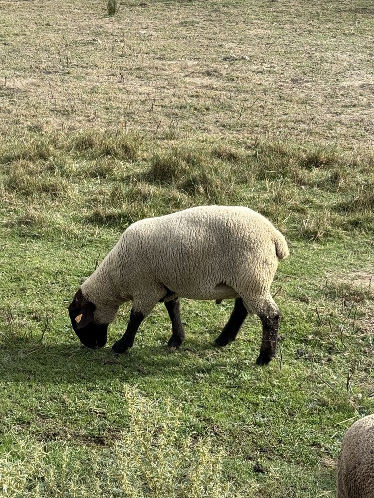 Macho Suffolk c/ ano e meio