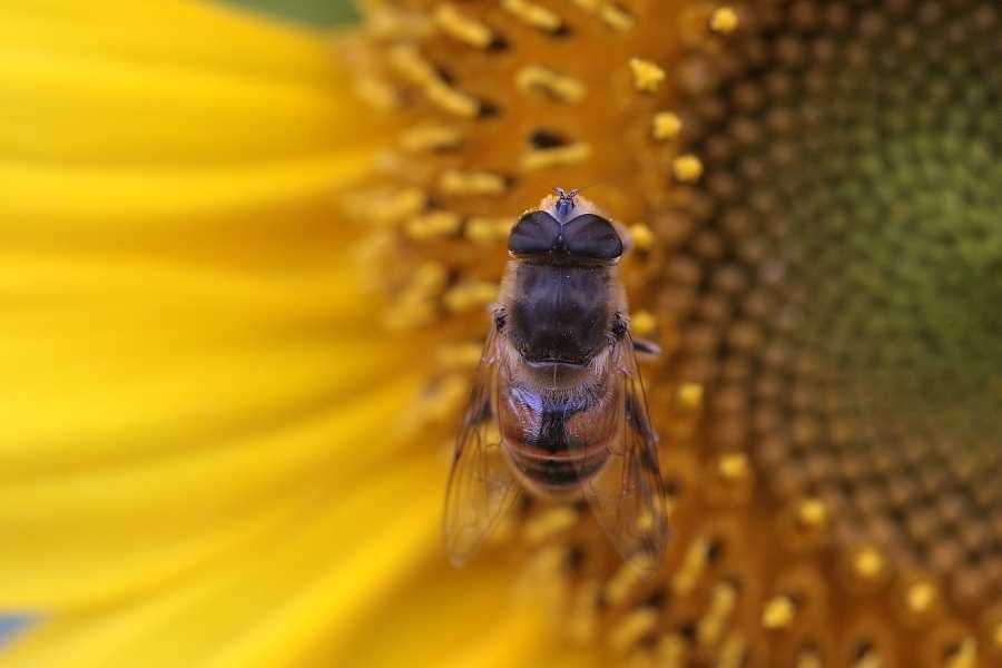 Объектив Tamron SP 90mm f/2.5 MC 52B | Macro \ Adaptall 2 \ Canon EOS