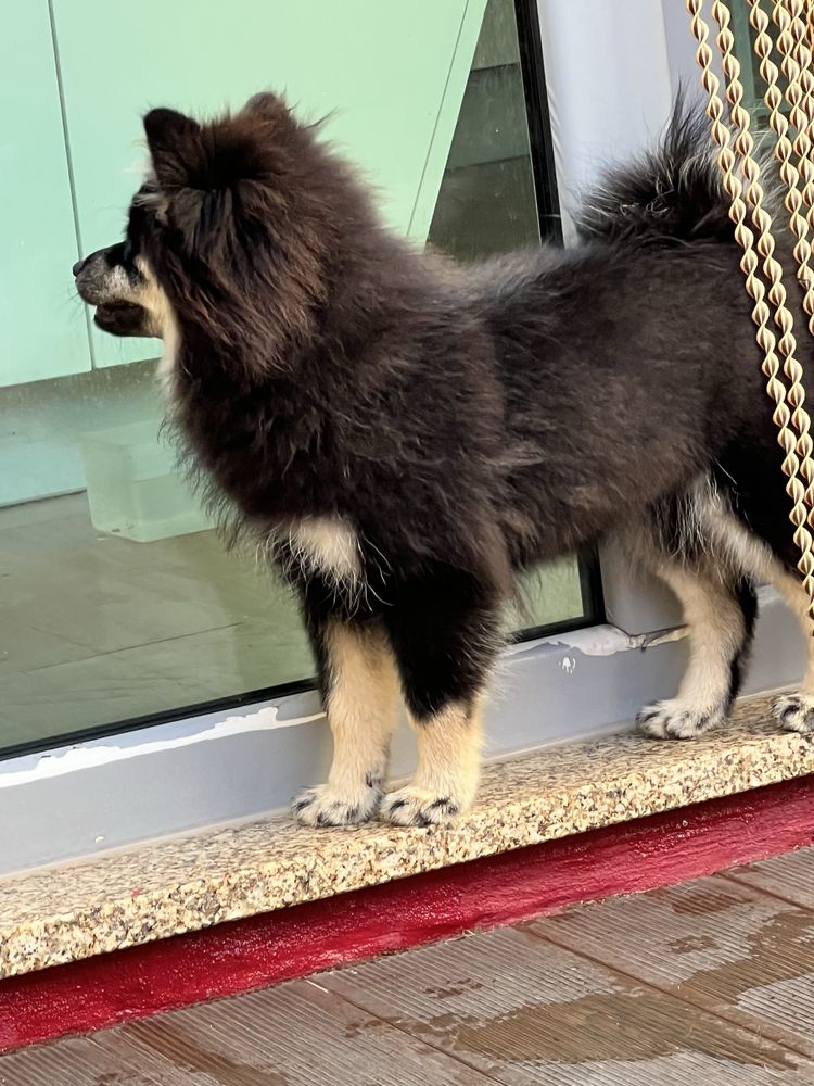 Spitz Alemão pequeno