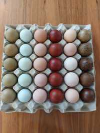 Jaja jajka lęgowe australorp, marans, wyandotte i legbar cream