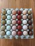 Jaja jajka lęgowe australorp, marans, wyandotte vorwerk i legbar cream