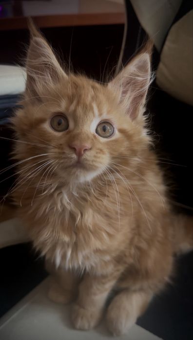 Маленьке диво — руда мейн-кун Olivia!