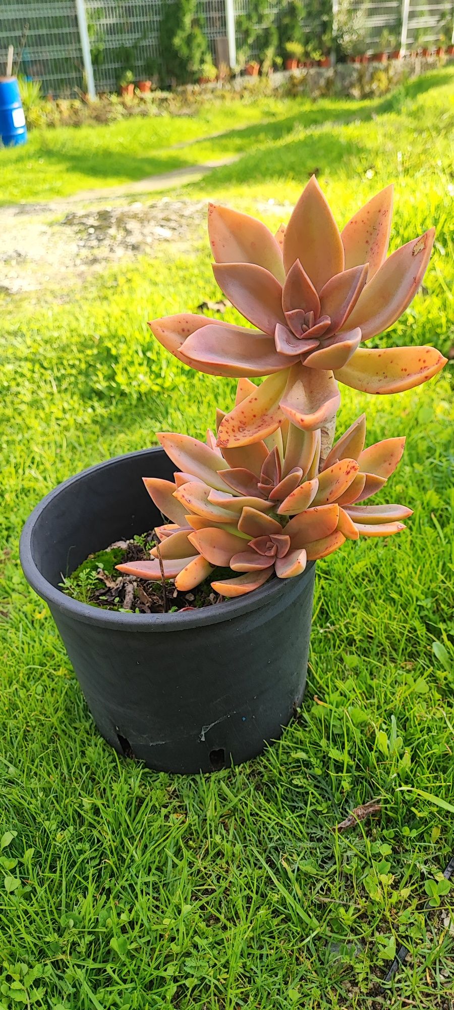 Planta suculenta