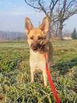 Joni do świadomej adopcji