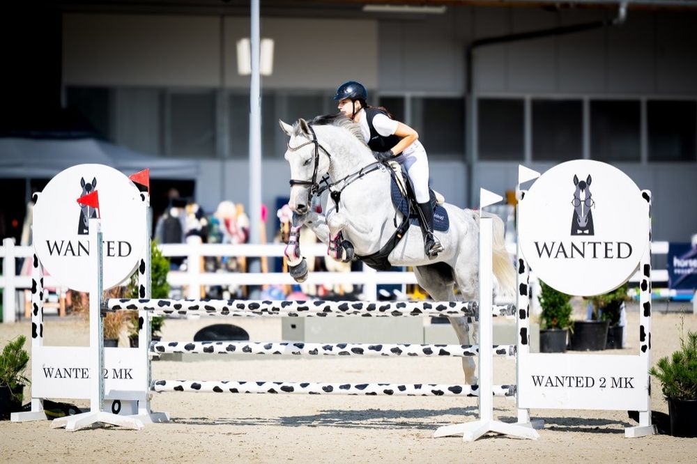Klacz polski koń sportowy na sprzedaż