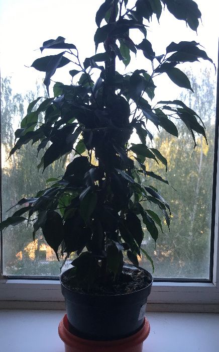Шикарный молодой растущий крупнолистный Фикус