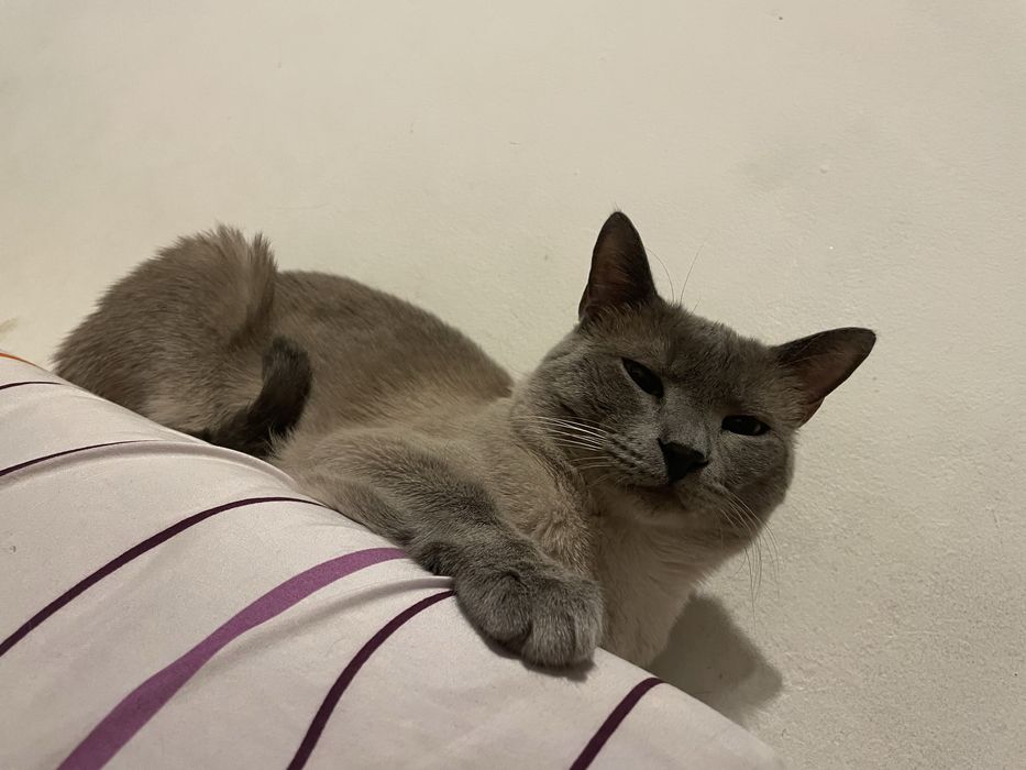 Gato para adocao