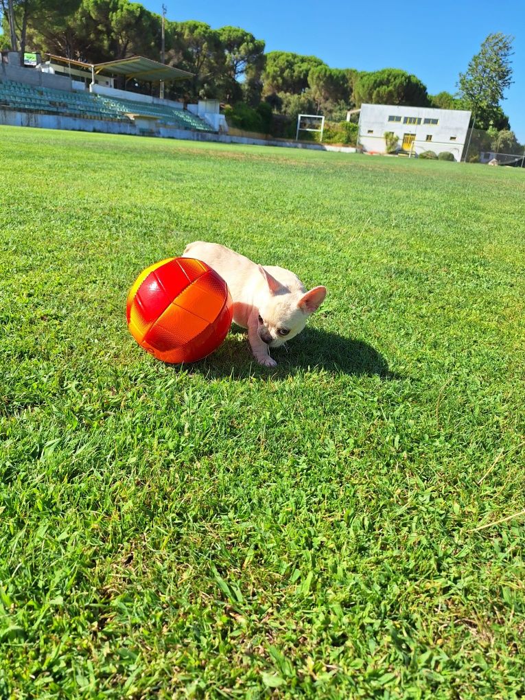Bulldog Francês Platiniun