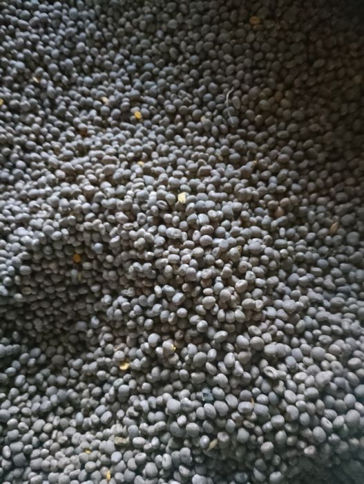 Łubin Niebieski Regent