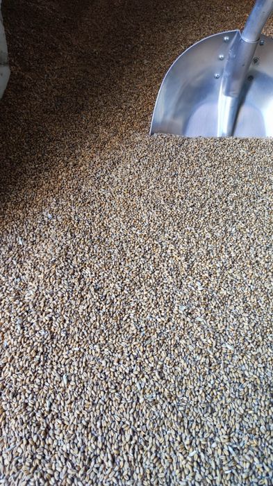 Pszenica ozima Venecja