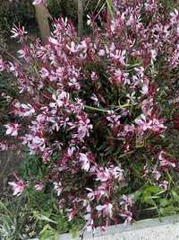 oenothera gaura lindheimeri