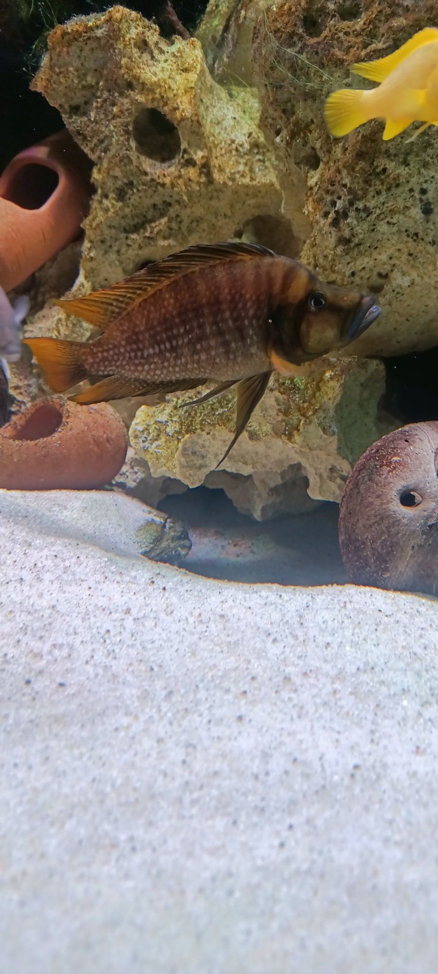 Altolamprologus compressiceps fire fin tanganika 1