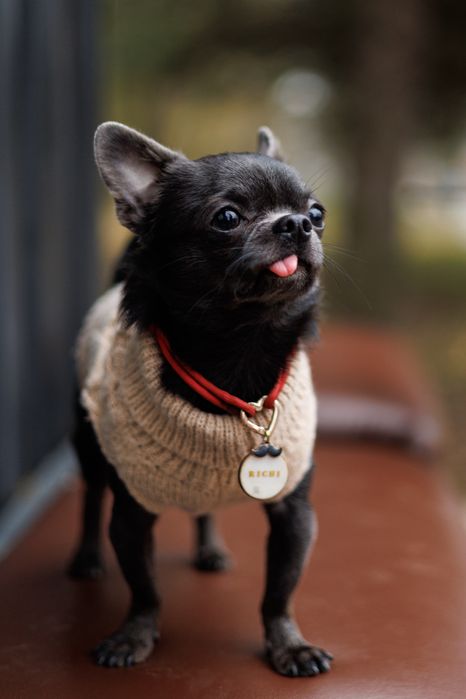 Кобель чіхуа хуа шукає наречену