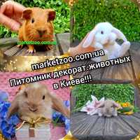 Мiнi мини mini lop карликовые кролики кролик вислоухий баранчик декора