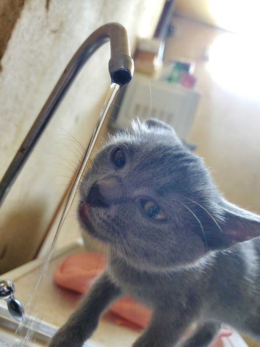 Безкоштовно кошенято 3 місяці