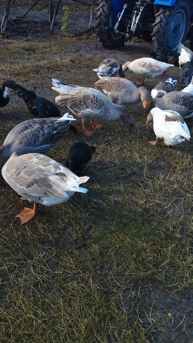 Продам домашні гуси