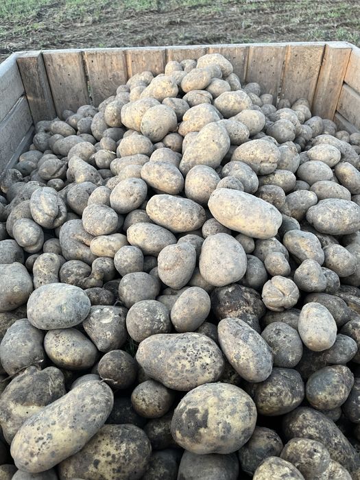 Ziemniaki jadealne,drobne wielkosć sadzeniaka,odmiana JELLY oraz GALA