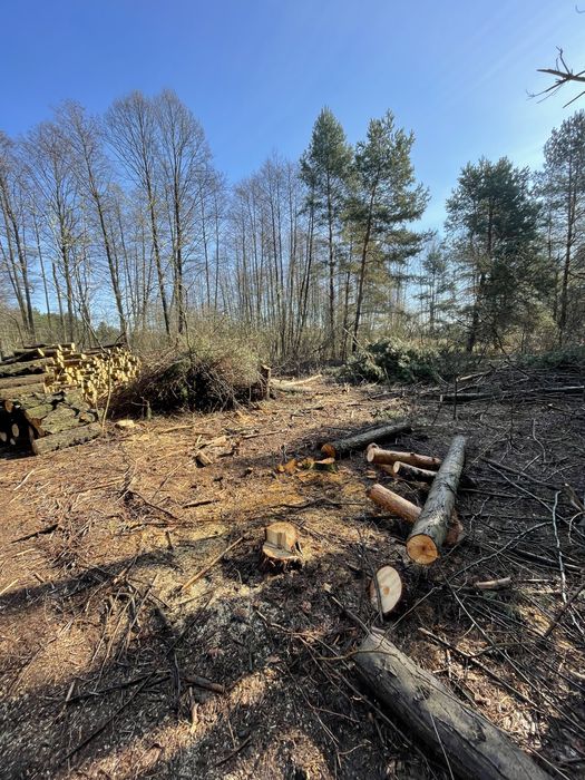 Wycinka drzew arborysta usuwanie frezowanie korzeni pielęgnacja drzew