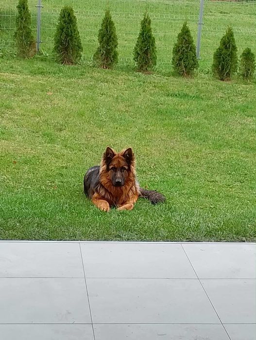 Owczarki niemieckie długowłose !!