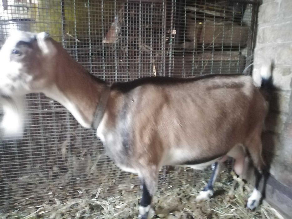 Продам козу 3 літра