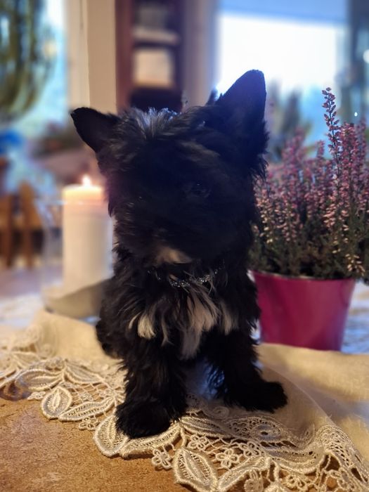 Yorkshire terrier xs